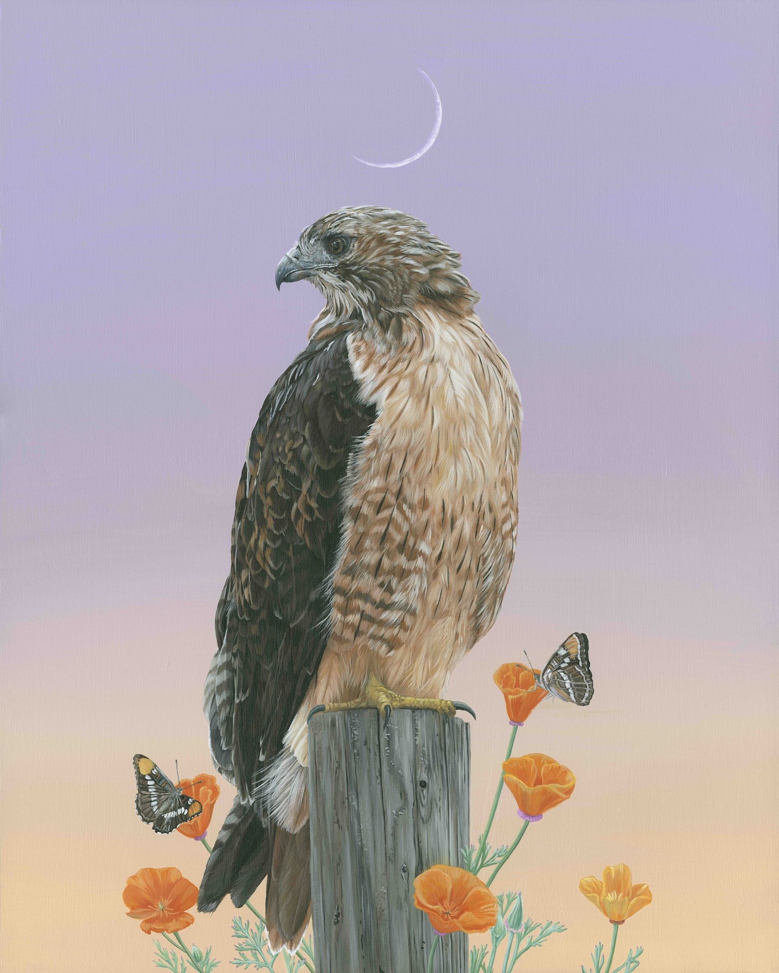 BZ Red Tailed Hawk Internet.jpg