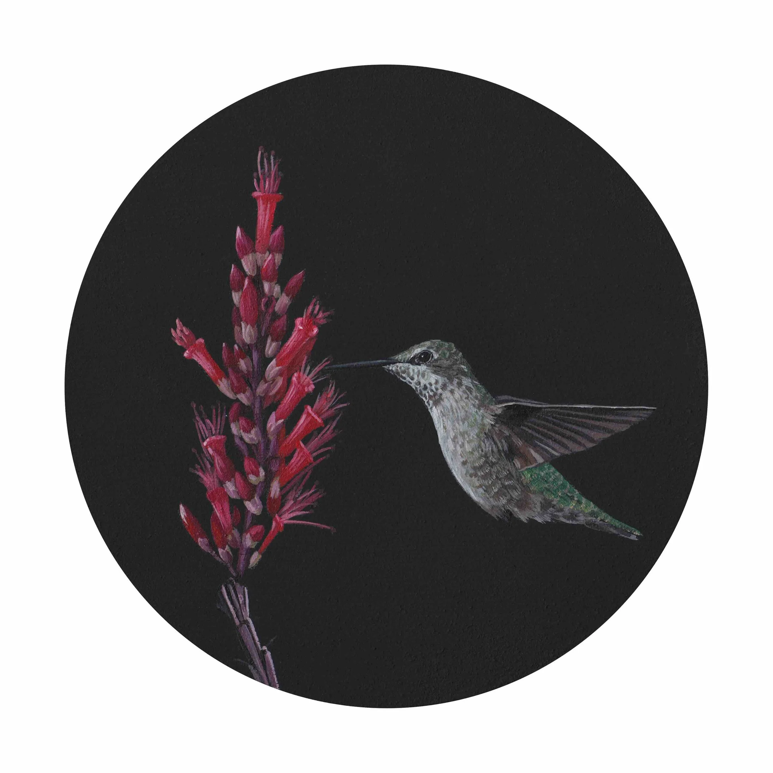 Anna's Hummingbird & Ocotillo 6x6.jpg