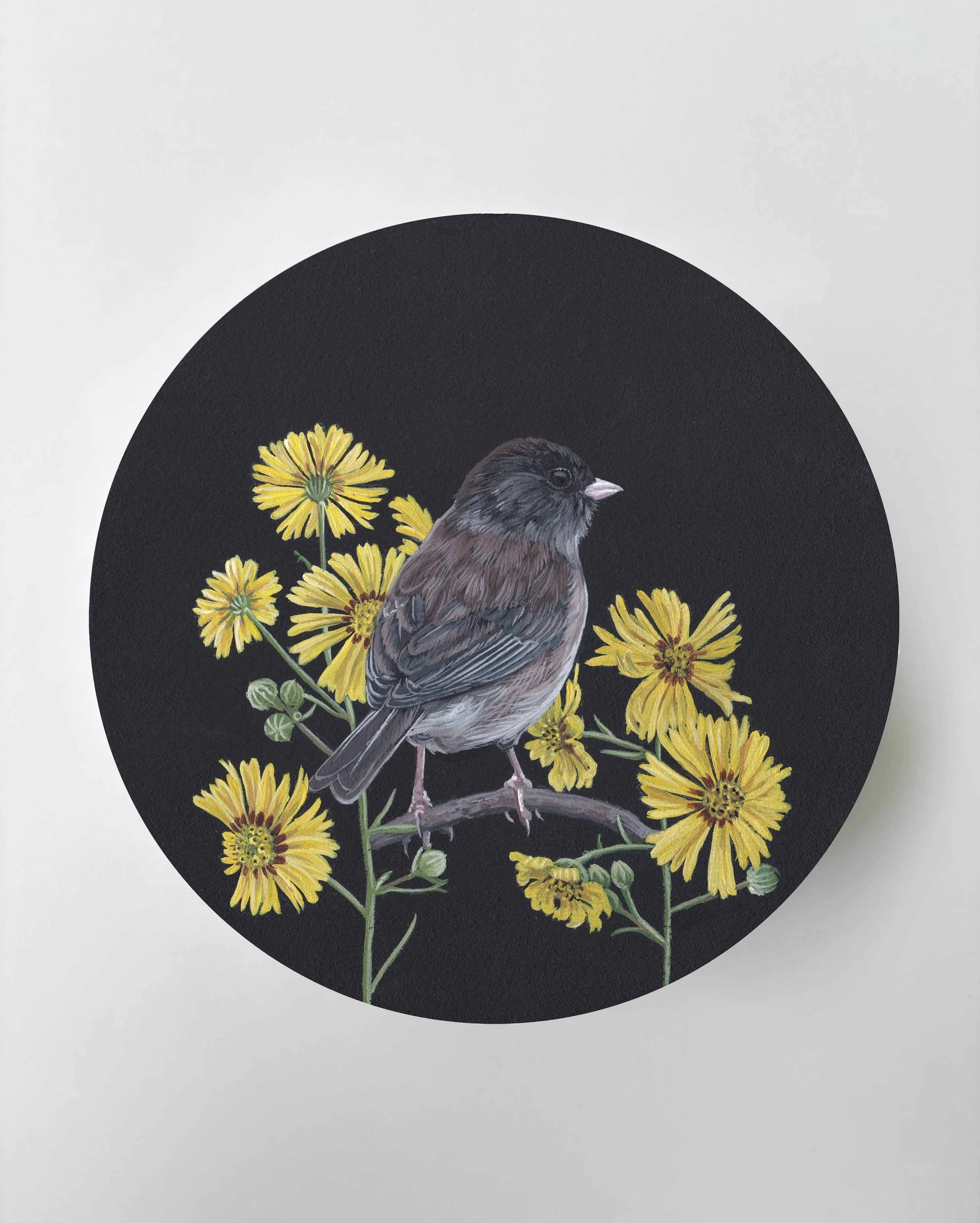 junco madia internet.jpg