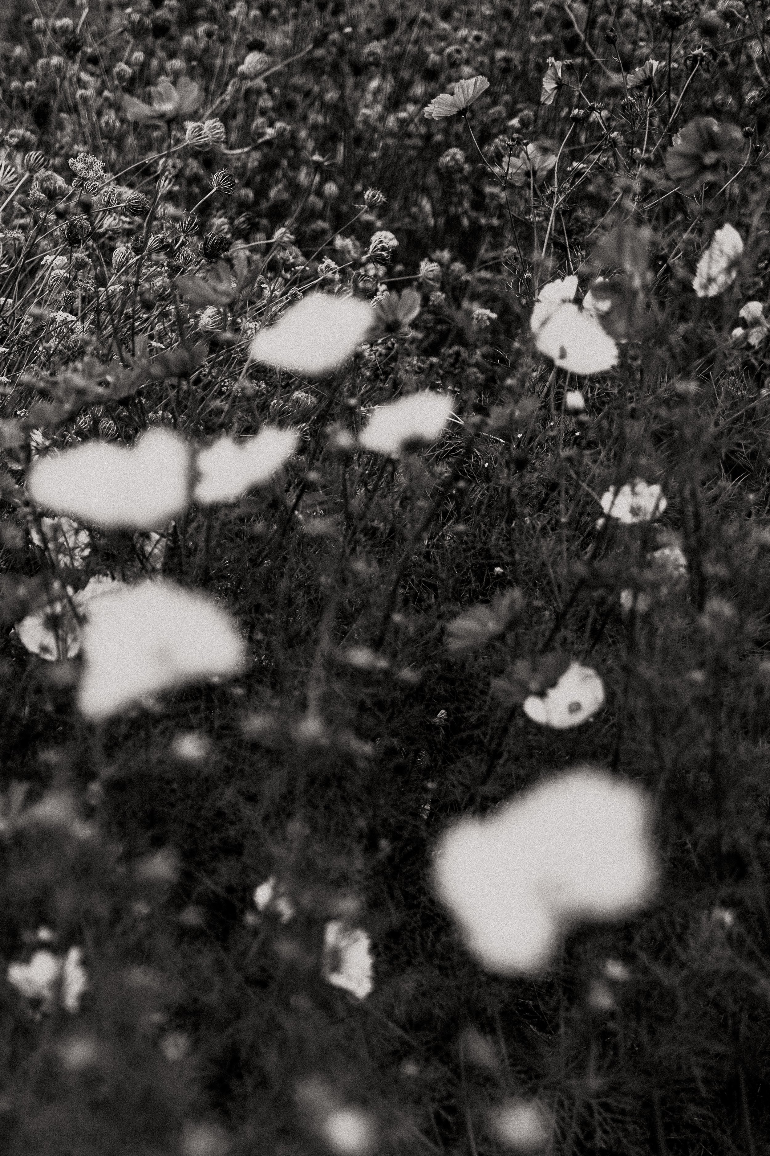 EmLeonardPhoto_BushJournalxWVF-13.jpg