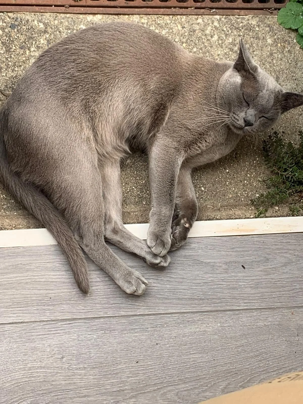 Sleepy Alfie 💤💤 He&rsquo;s dreaming on the Moon and Stars #cat#sleepy#london#cute#viral