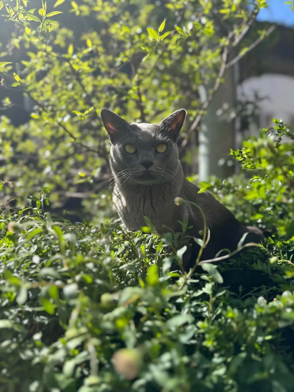 One with nature 🌳🌹💐 in Sweden everyone&rsquo;s free to roam || #onthemoonandstars#trees#plants#nature#cat#cute#flowers#viral