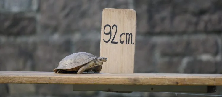 Pieter-Post-schildpad-750x330.jpg