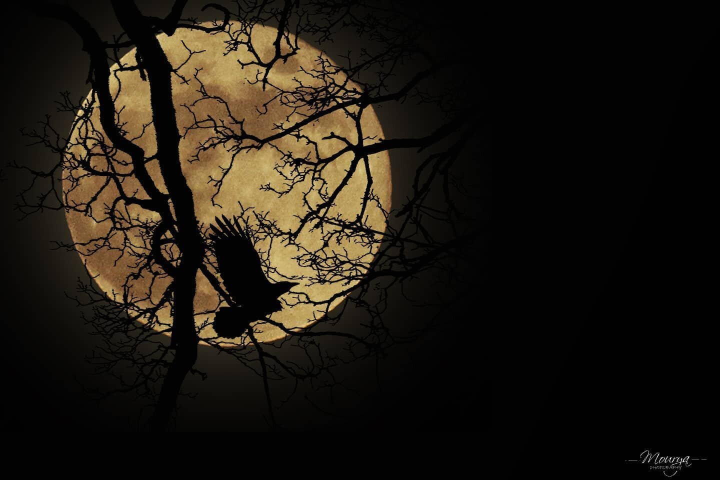 Prema vennela! 💕
➖➖➖➖➖➖➖➖➖➖➖➖➖➖➖➖➖➖➖➖
.
.
.
#fullmoon #bird #landscape #moon #evening #tree #branches #shadow #color #black #yellow #mypixeldairy #gold #arkansas #letsguide #travel #bentonville #photooftheday #doubleexposure #sky #ngc #moonshot #dis