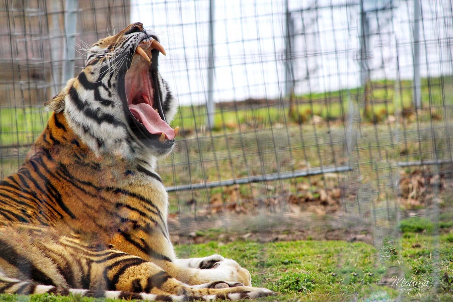Majestic! ✨

Switching gears from Landscapes and Cityscapes to Wildlife!
➖➖➖➖➖➖➖➖➖➖➖➖➖➖➖➖➖➖➖➖
.
.
.
#tiger #bengaltiger #rescueanimal #exotic #tigerking #bigcats #bigcat #bigcatsofinstagram #catsofinstagram #cat #bigcatsanctuary #bigcatrescue #wildli