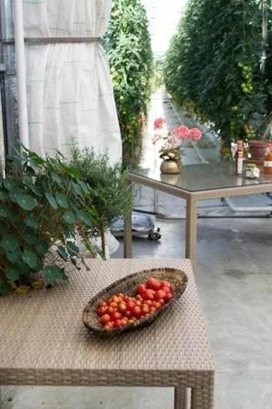 Icelandic_tomato_farm1.jpg