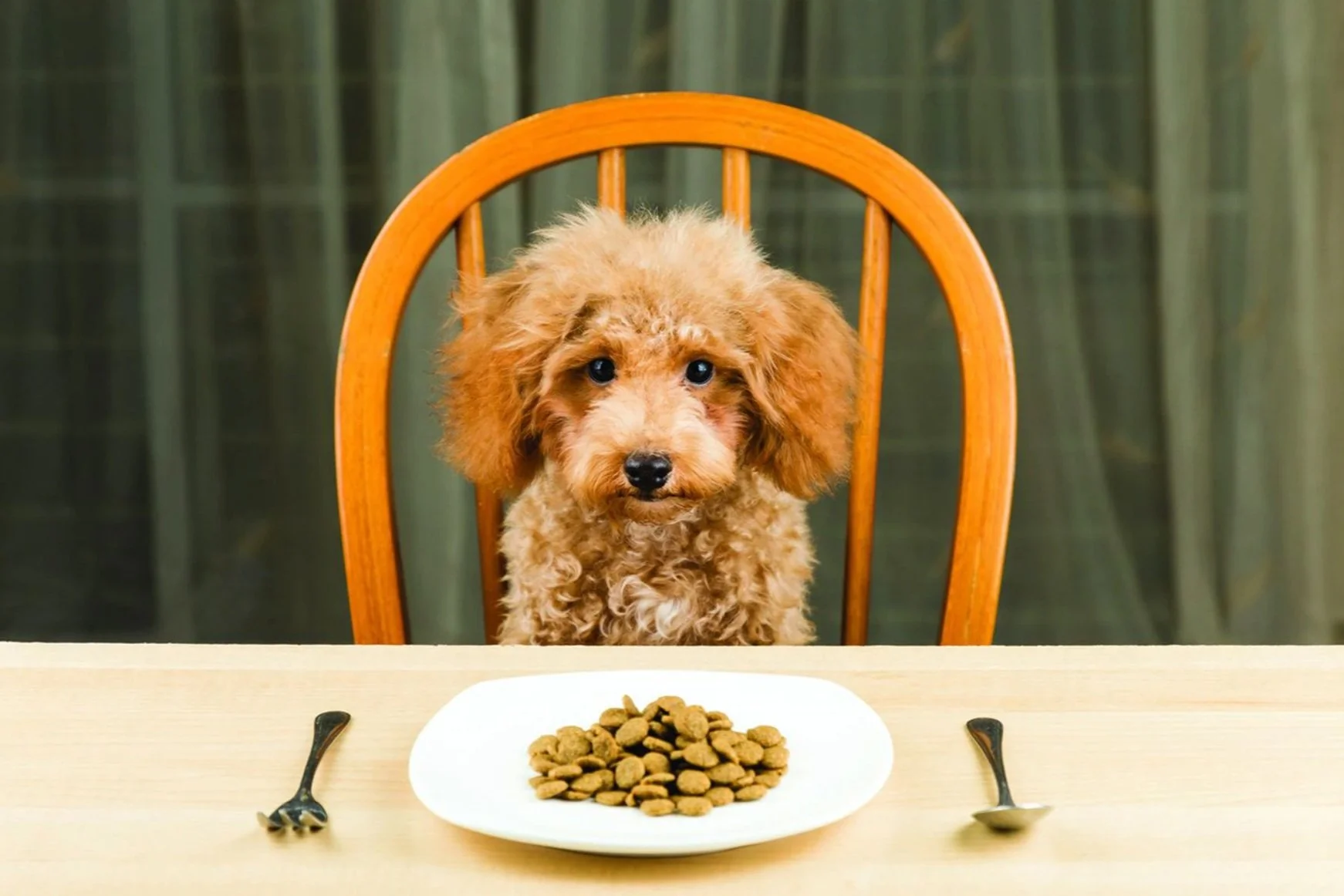Boston Globe: How to dine with one's dog