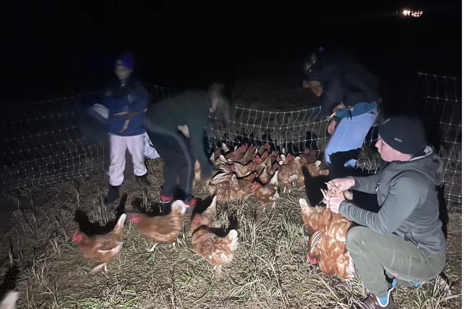 Boston Globe: A chaotic nighttime chicken scramble? For the good of the flock? Sign me up.