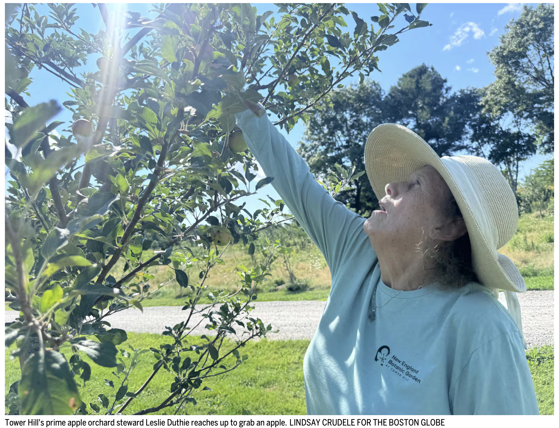 Boston Globe: New England Botanic Garden’s historic apple orchard at Tower Hill is a pomologist’s paradise