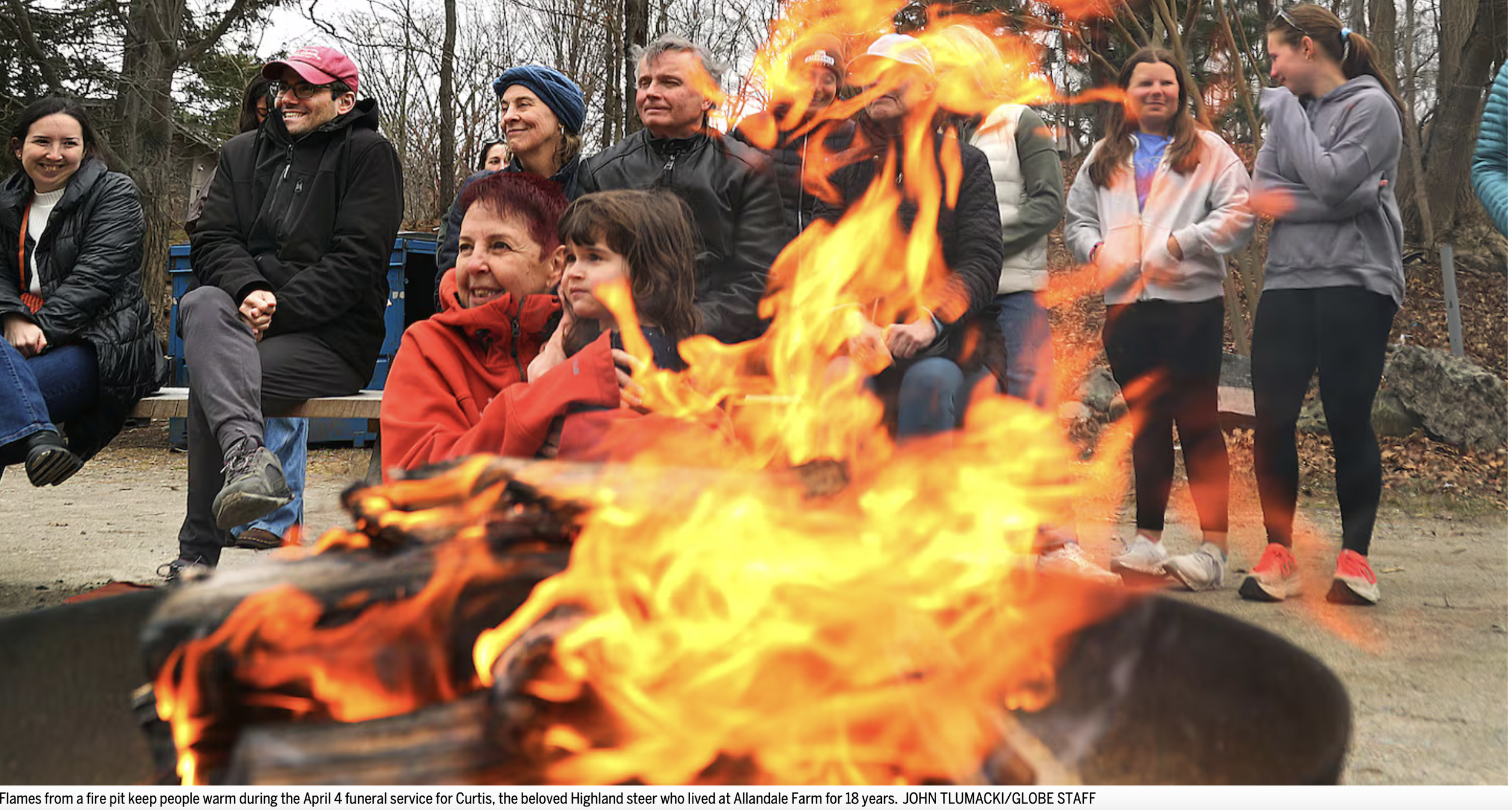 Boston Globe: A funeral for Curtis, Brookline’s beloved Highland steer