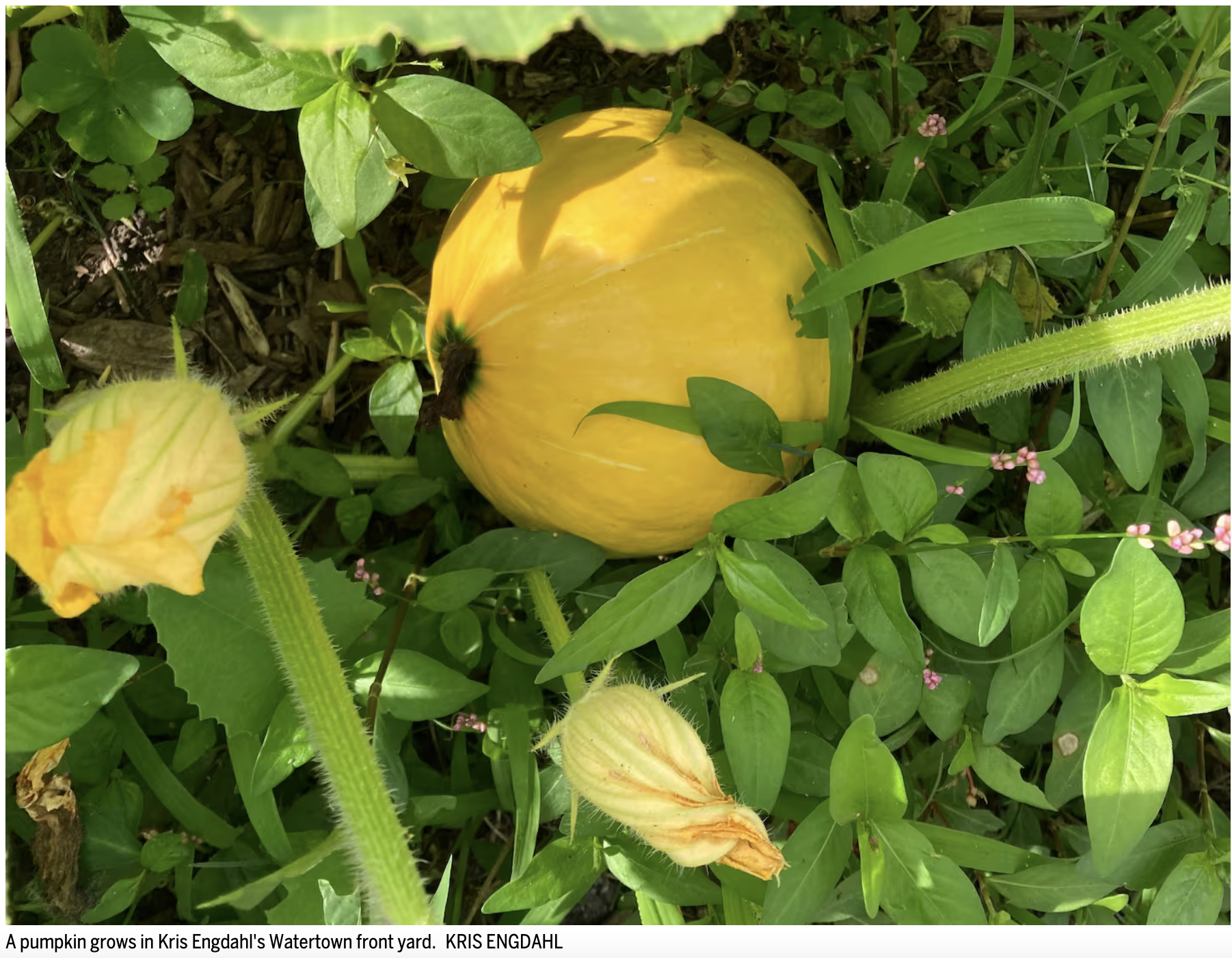 Boston Globe: Hey, gardeners. Embrace the chaos.