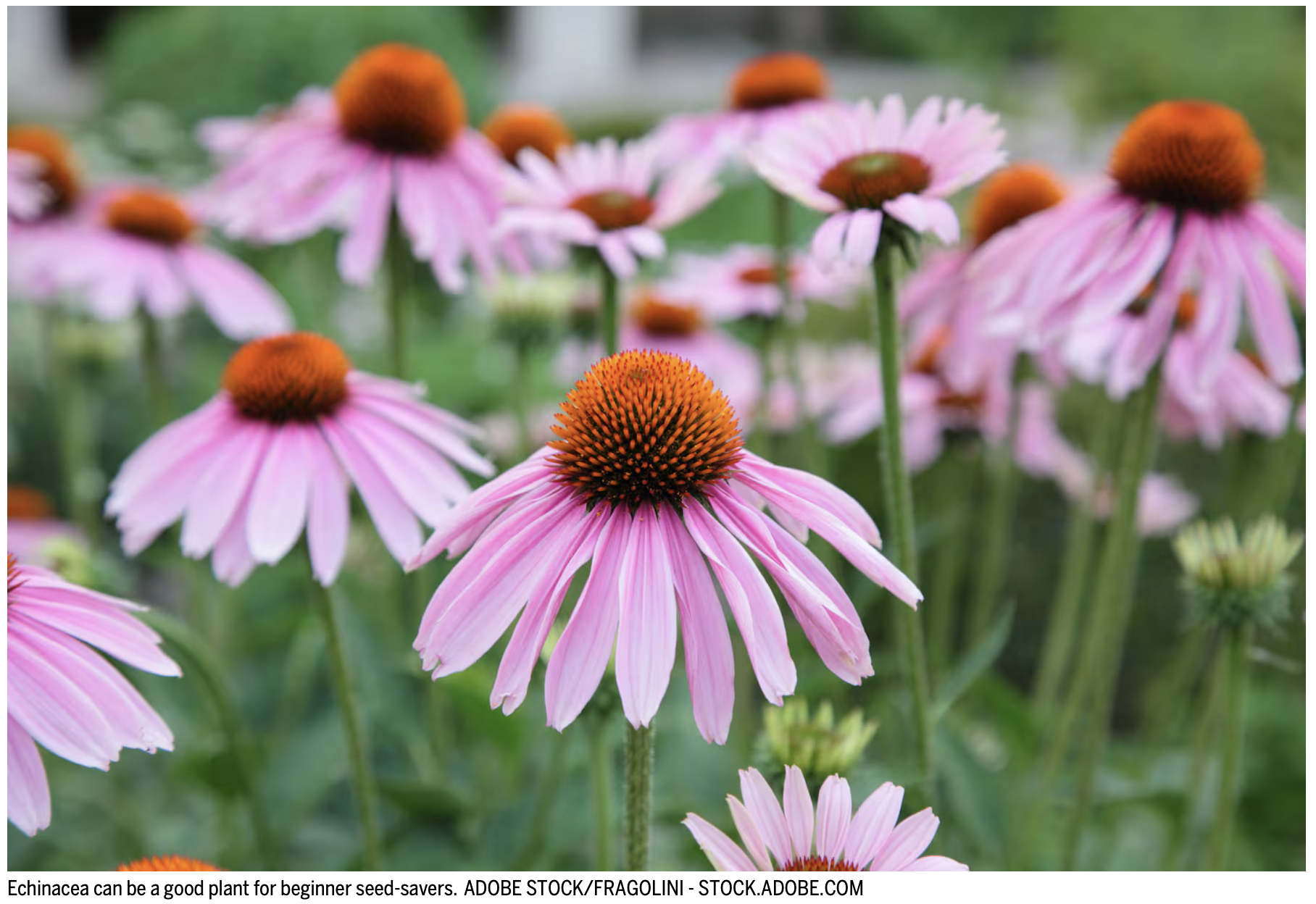 Boston Globe: Seed saving 101: Expert tips on what to collect and how to collect it