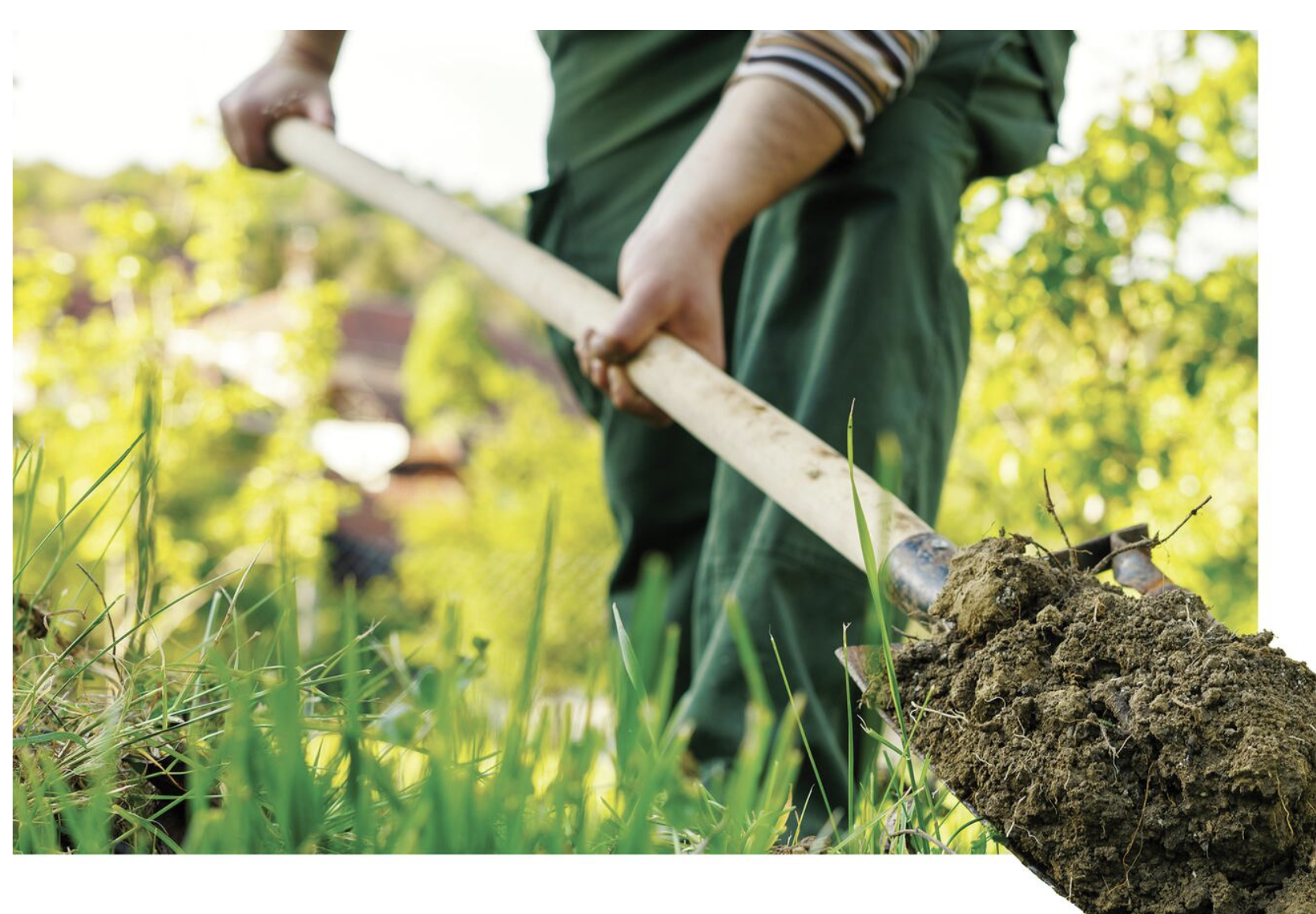 Boston Globe: Can you dig it? How to remove your grass economically.