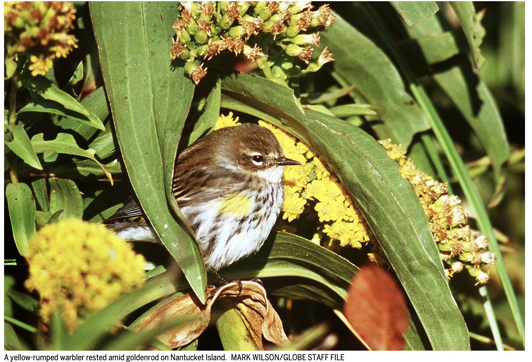 Boston Globe: Fighting climate change, one yard at a time