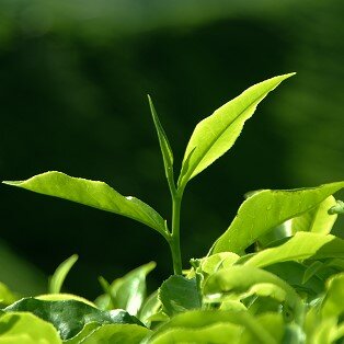 Camilla sinensis  tea plant