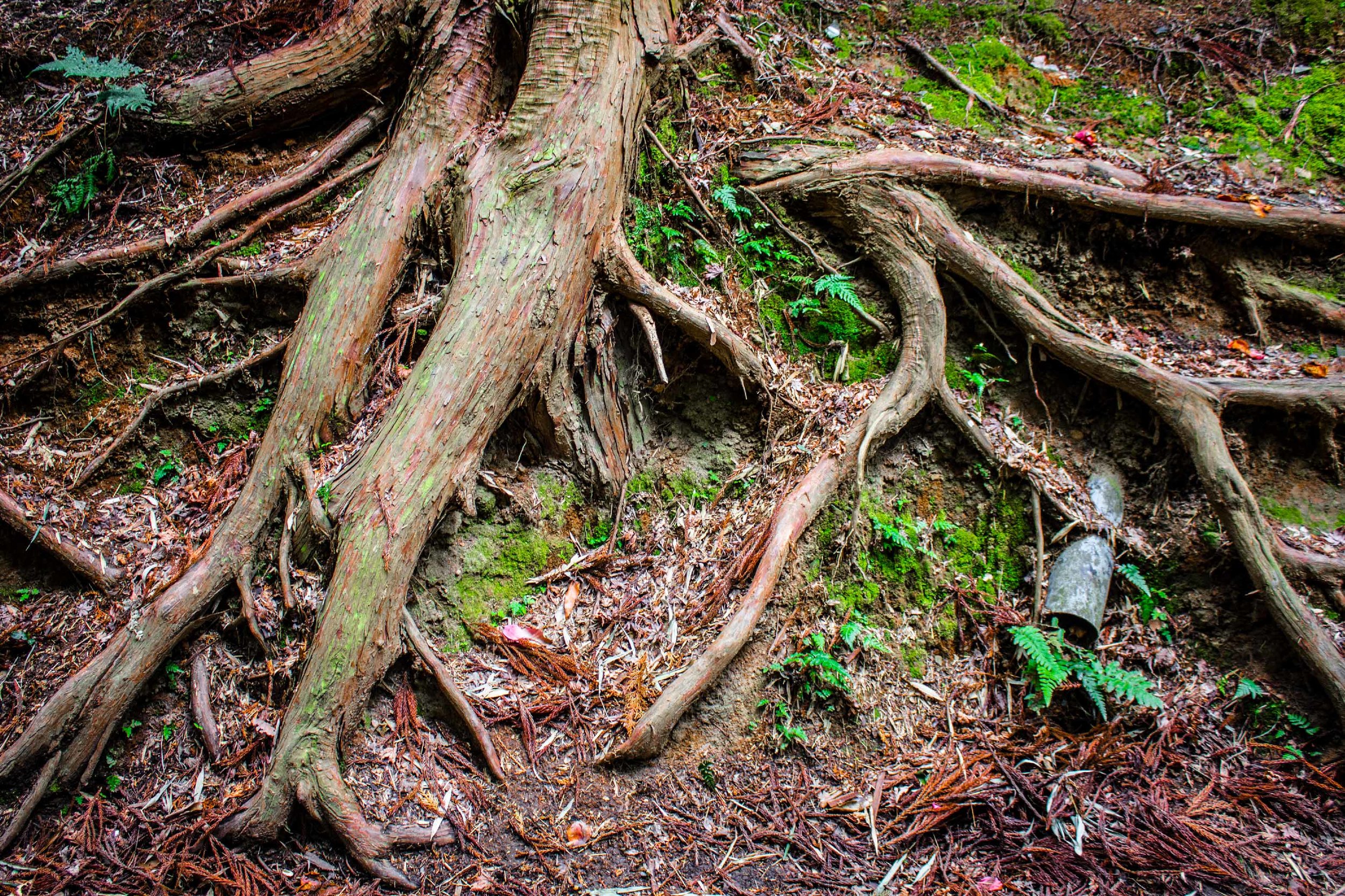 tree01.jpg