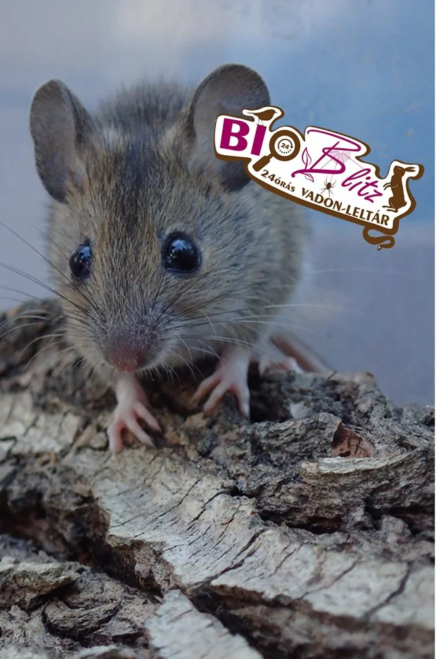 BioBlitz Gödöllőn! Már csak egyet kell aludni...