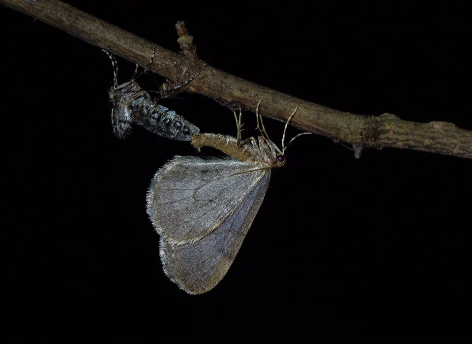 Kis téli araszolás a kis téliaraszoló nyomában
