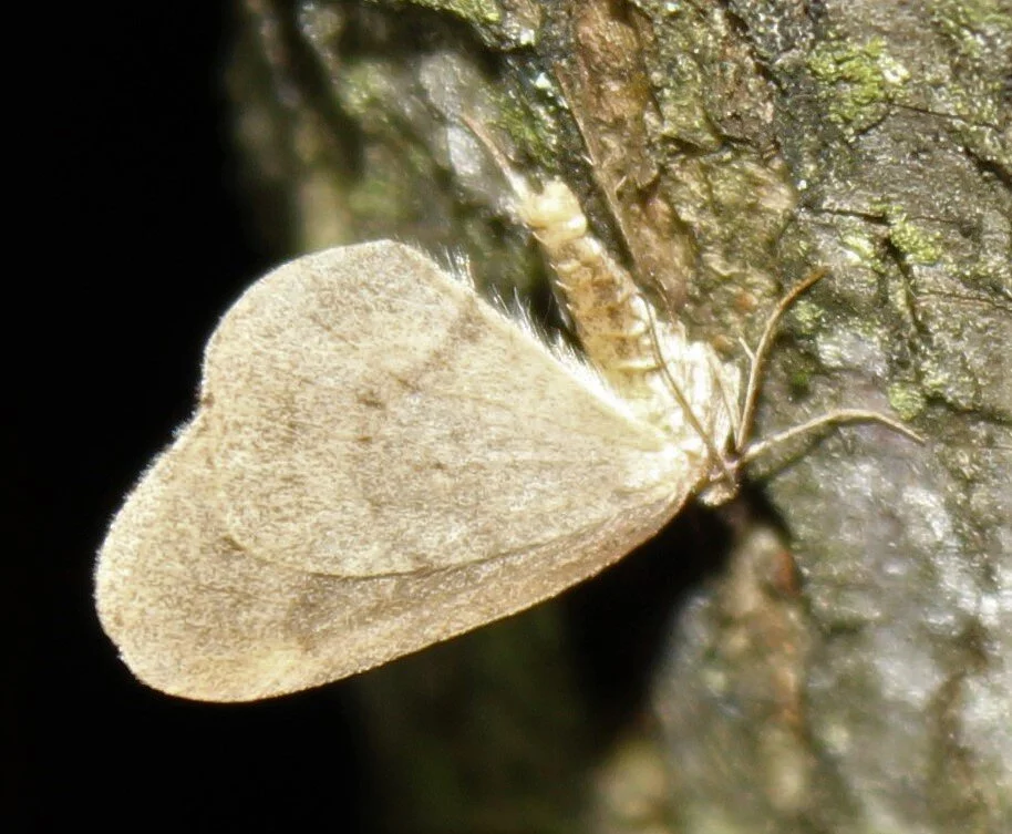 Téli lepkészés? Van olyan.