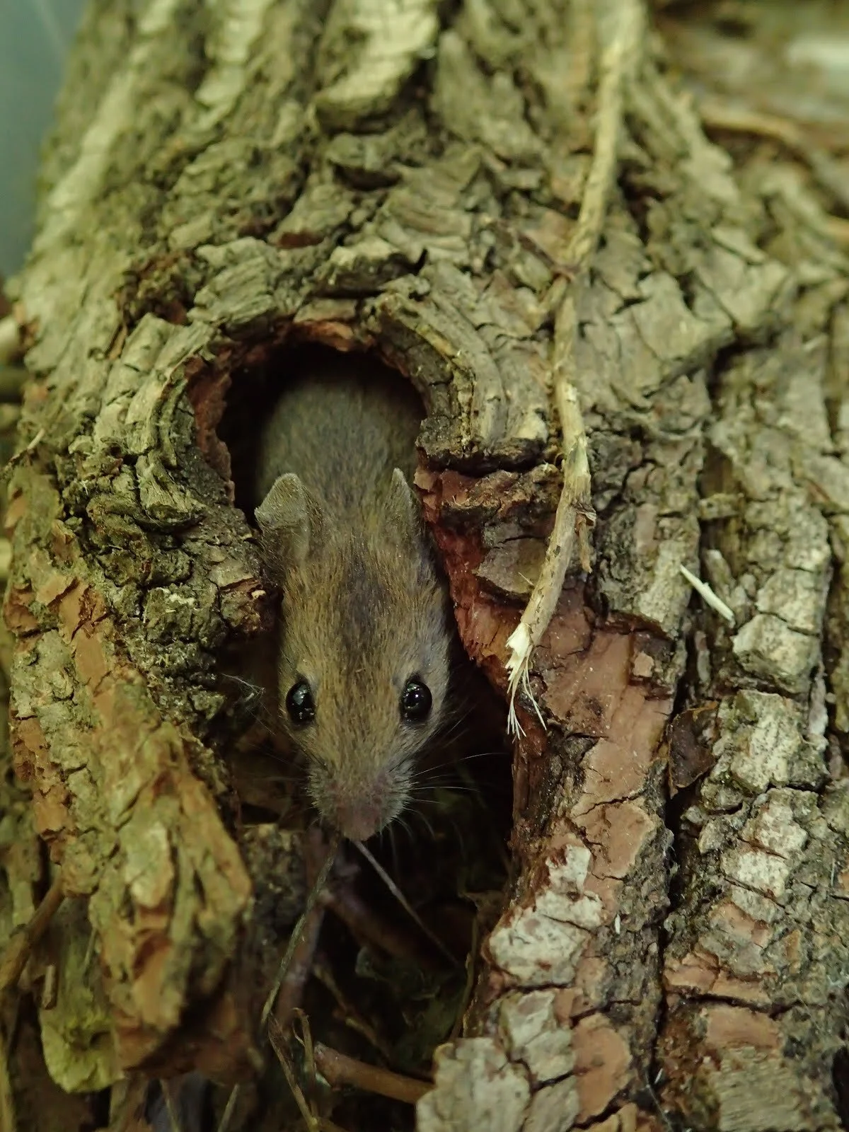 Jön-jön-jön a BIOBLITZ!