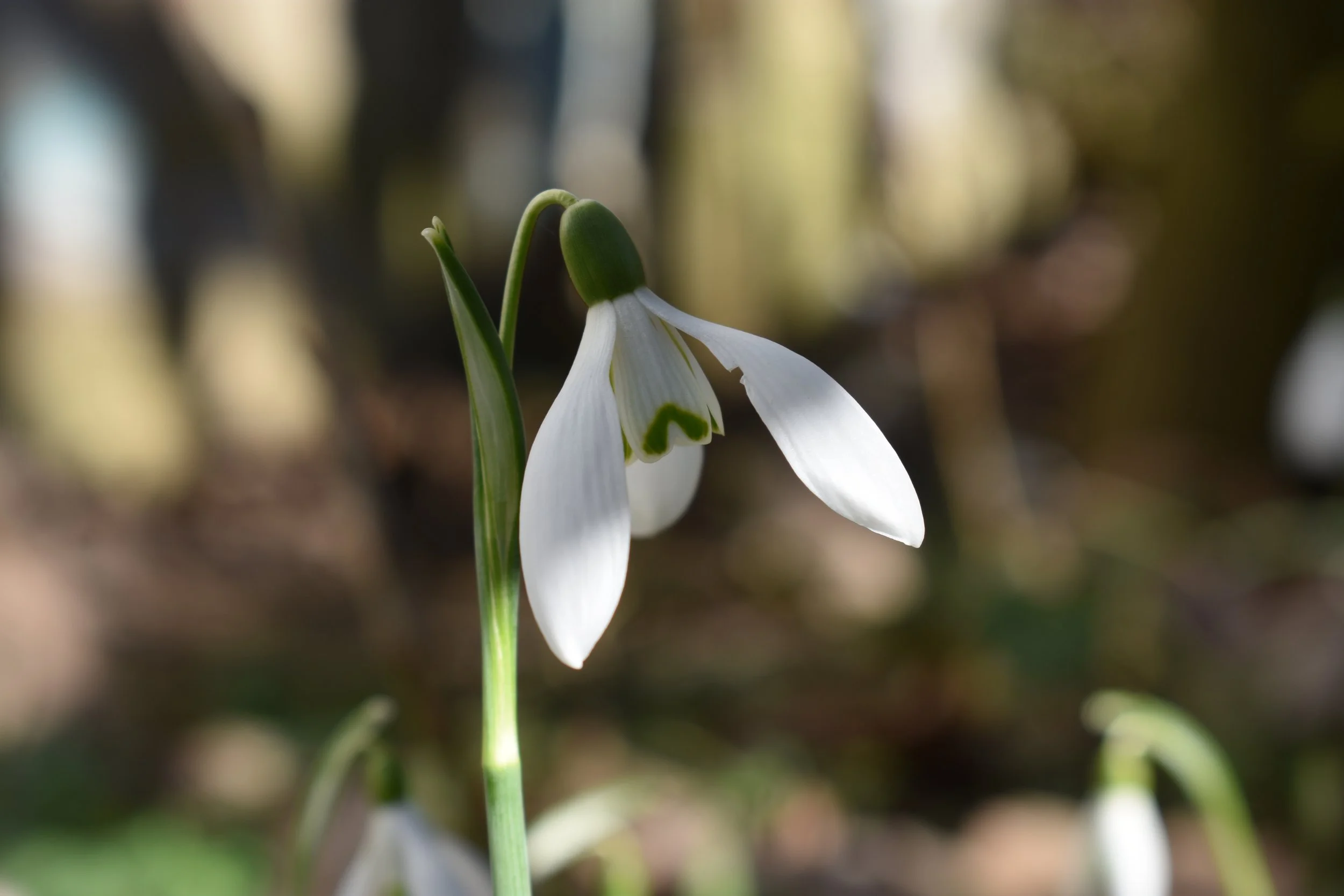 Közgyűlés meghívó - a tényleges közgyűlés 2022.03.15.-én lesz