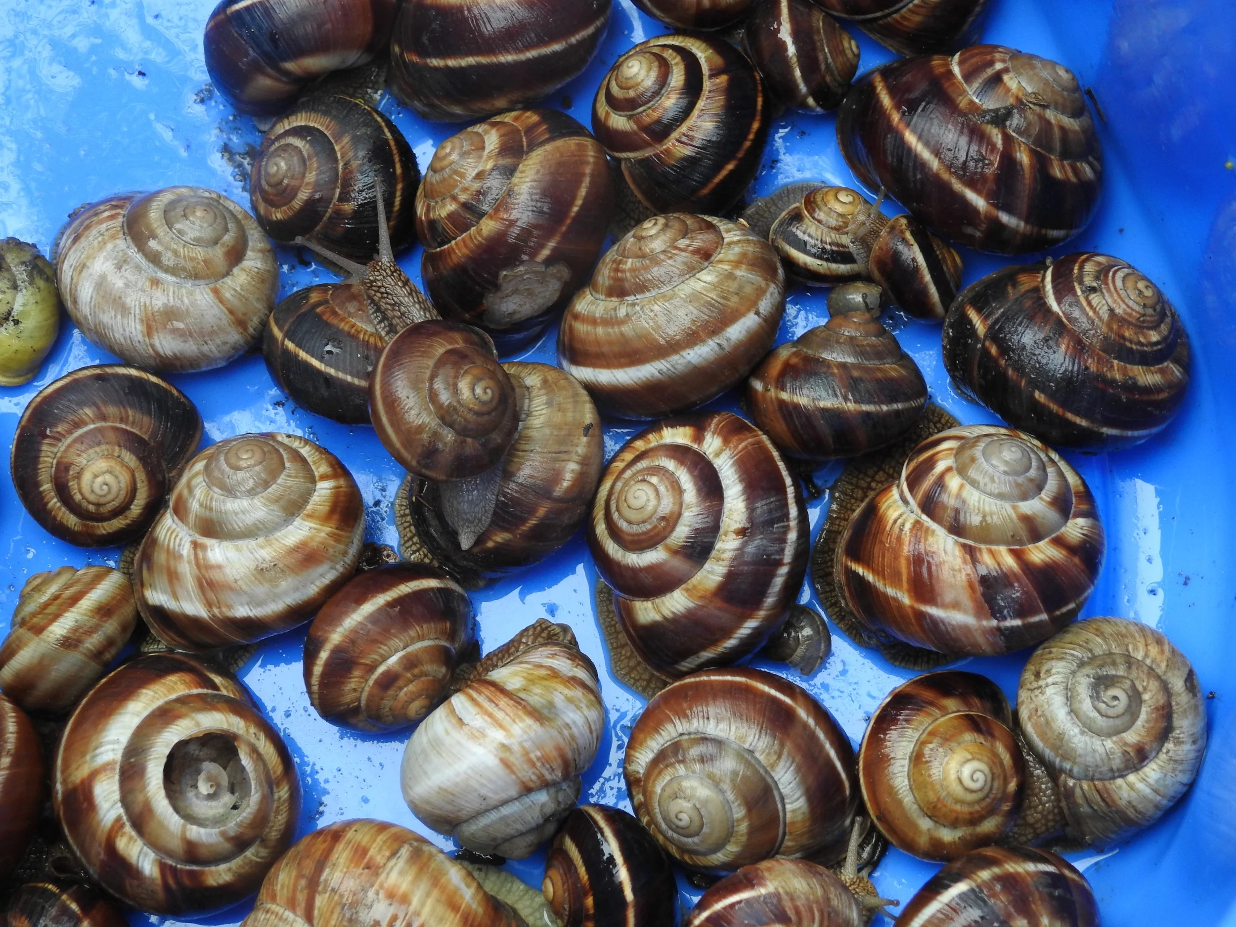 Az első BioBlitz a Jókai-kertben