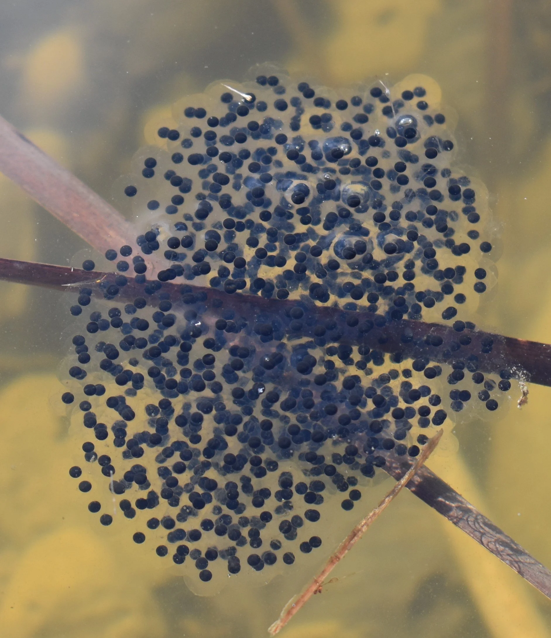 Hódolatunk a hódoknak