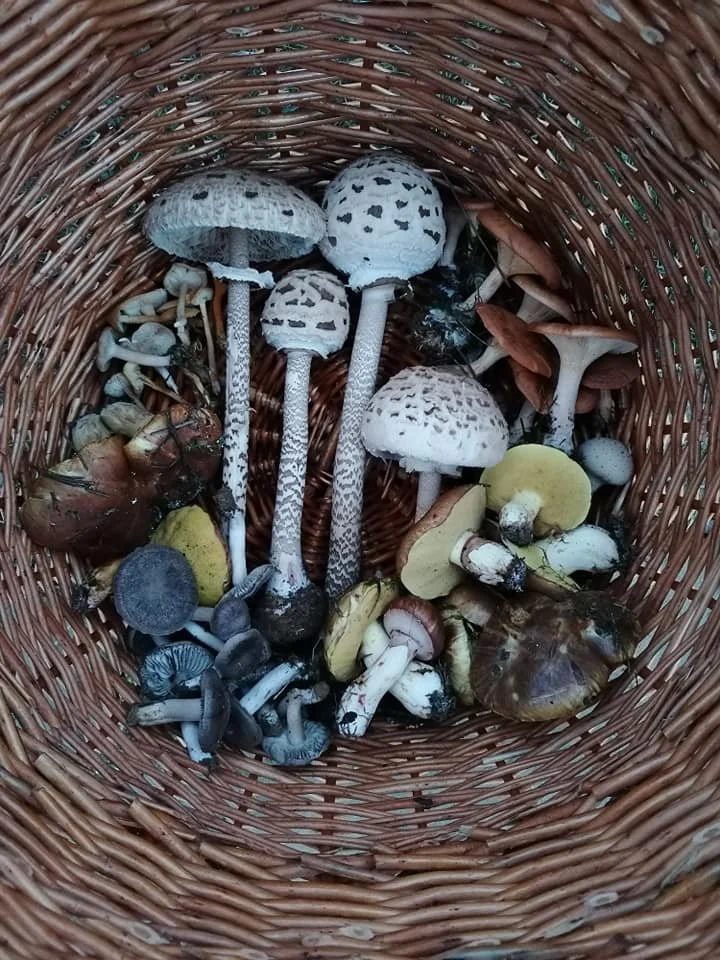 Meghosszabbított jelentkezés!