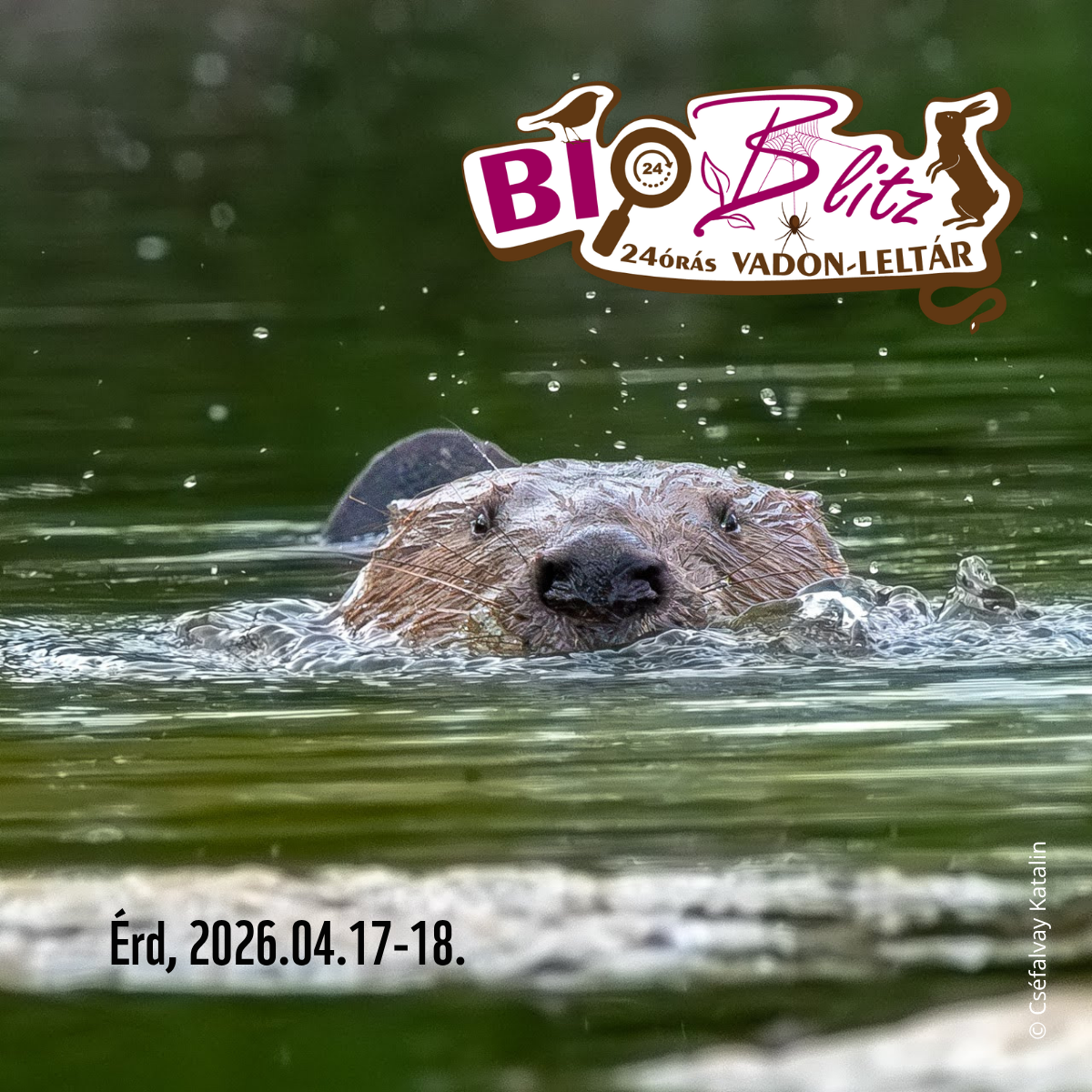 Bioblitz a Beliczay-szigeten!