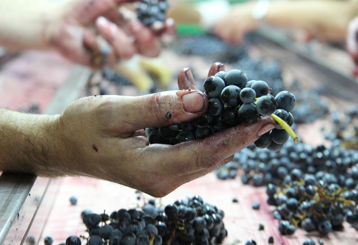 Hand selection of the finest grapes.