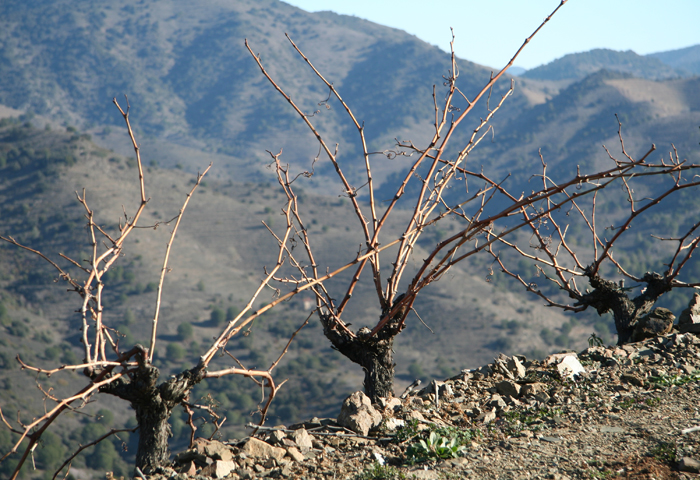 Vines waiting to be pruned.