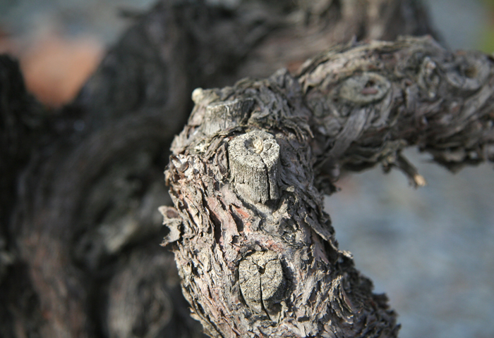 Vine pruning for a new vintage.