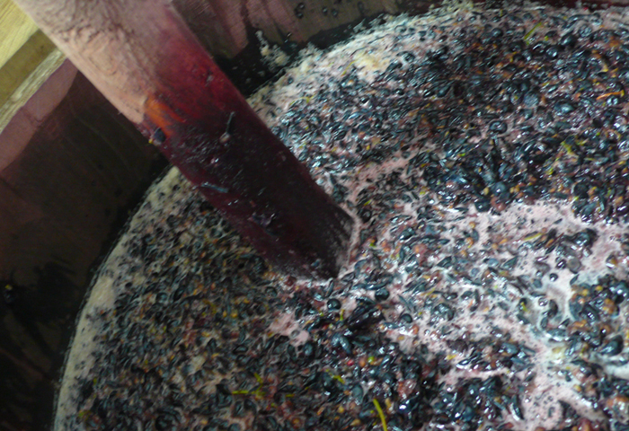 Fermentation of grapes to wine.