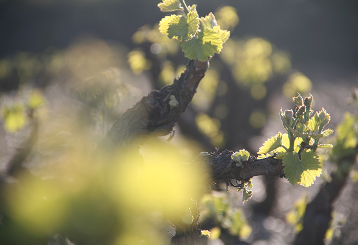 Vines coming to life again in Spring.