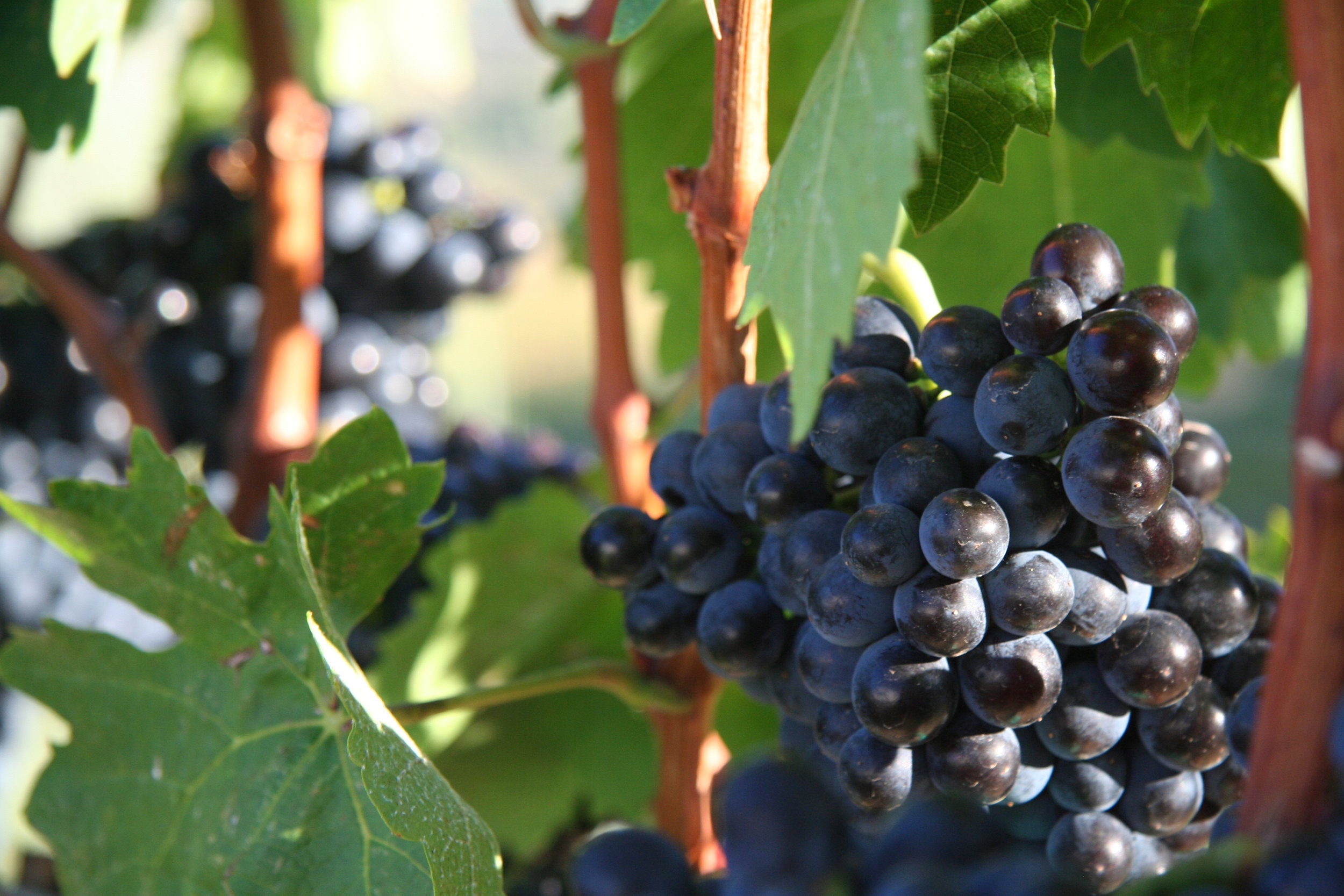 Beautiful grape clusters.