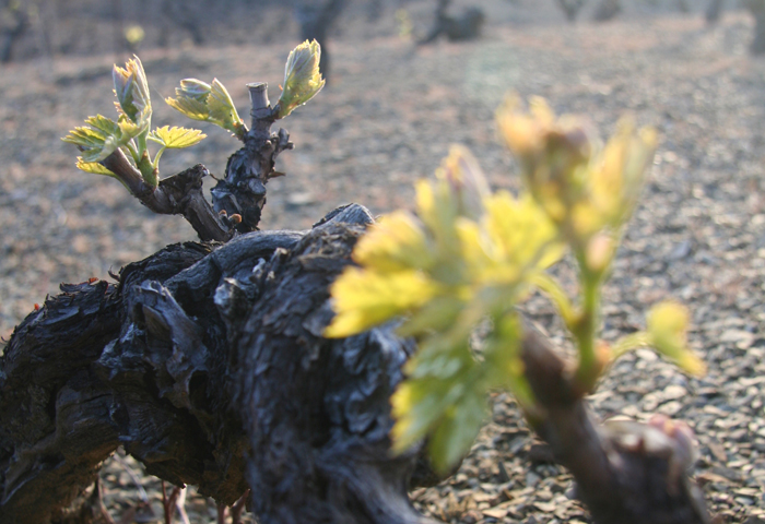 New life pushes out of old vines