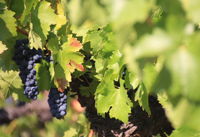 The wine grapes mature