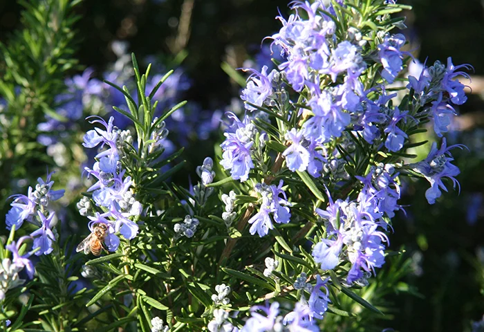 Trusting Your Inner Expert