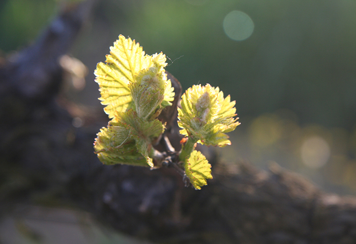 Grape bud emerging from the vine.