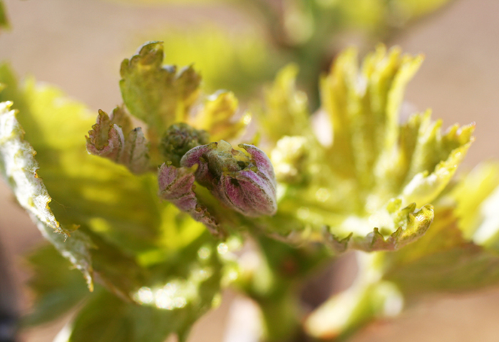 Vine buds ready to consume sunlight.