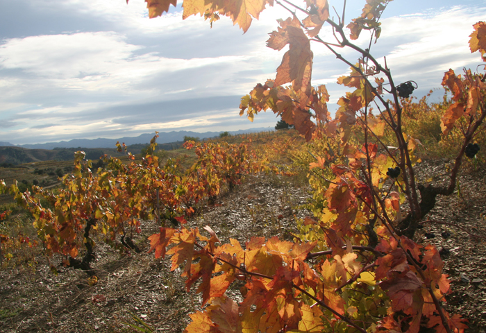 Looking at a beautiful vineyard.