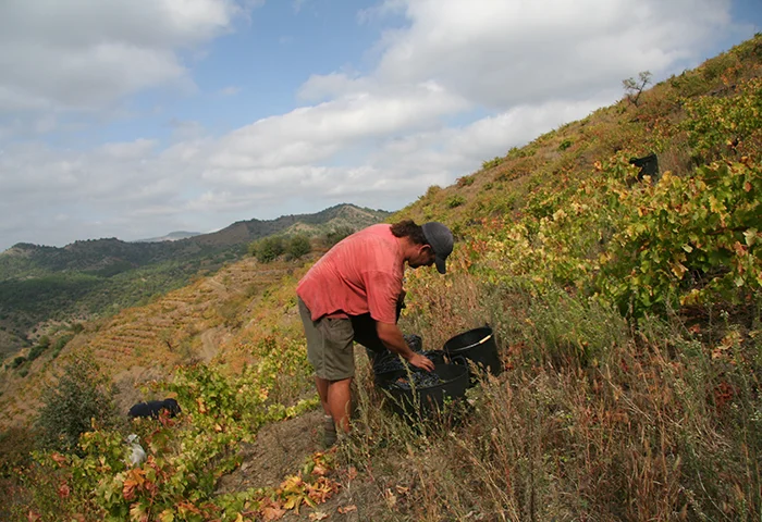 Joan Sangenís Juncosa