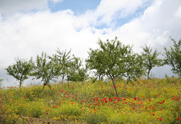 Universal State of Thrive