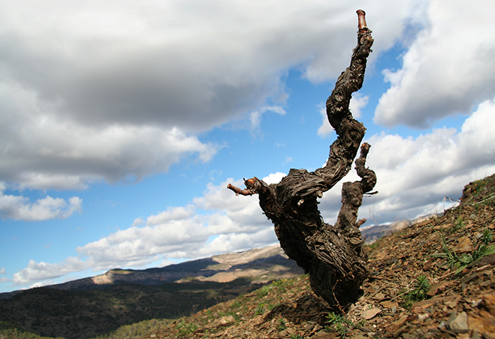 Old vine keeping its vigil.