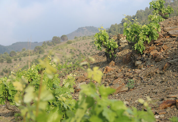 2.PrioratVine_0313.jpg