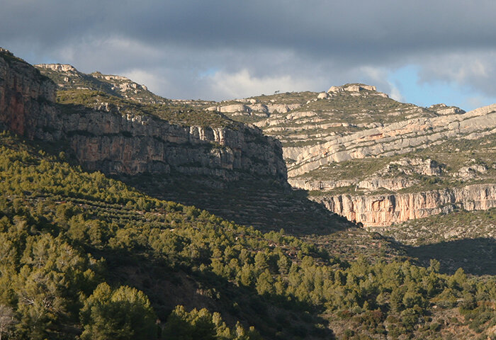 4.PrioratVine_5840p.jpg