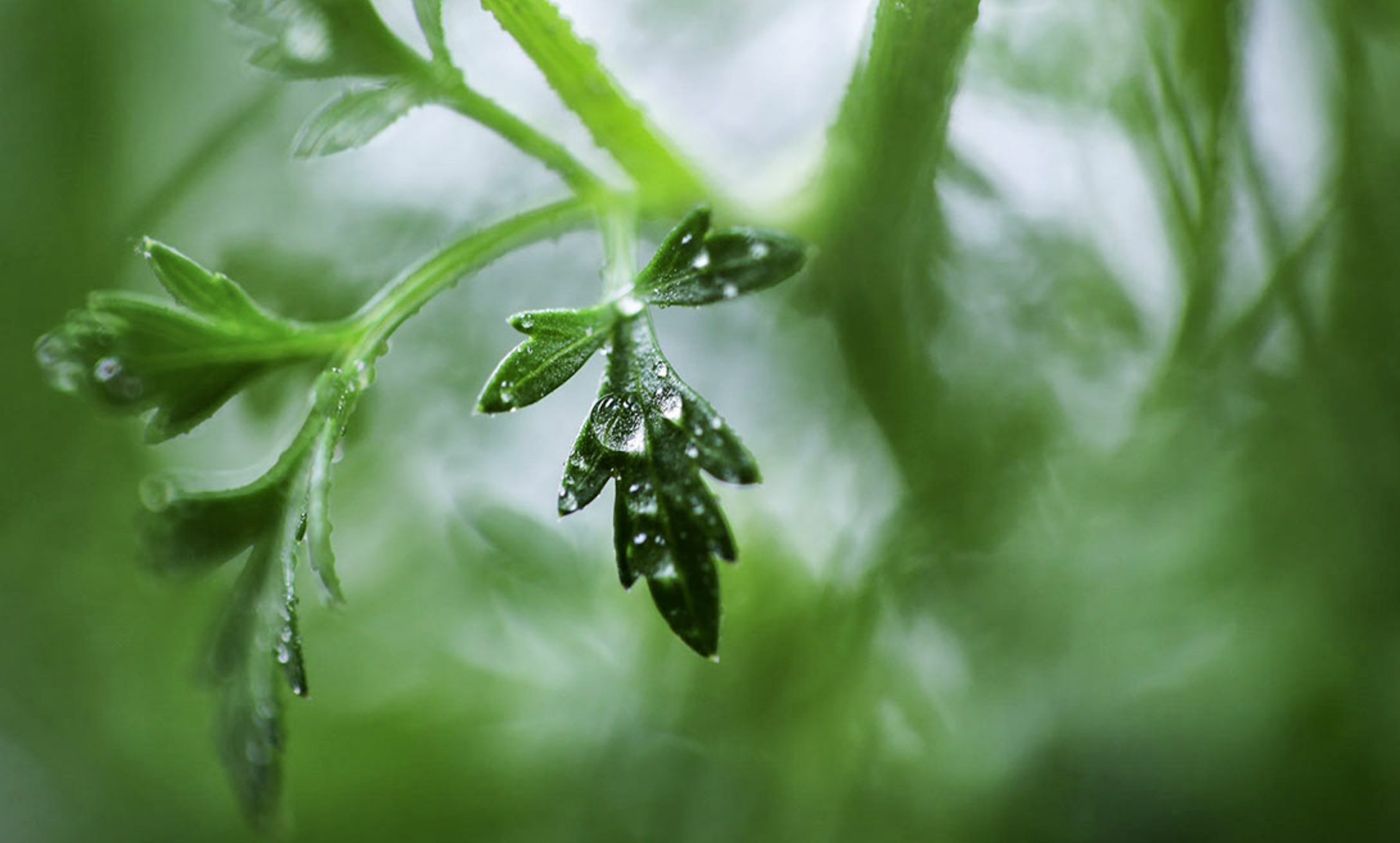 Parsley Copyright PhillipMartin.png