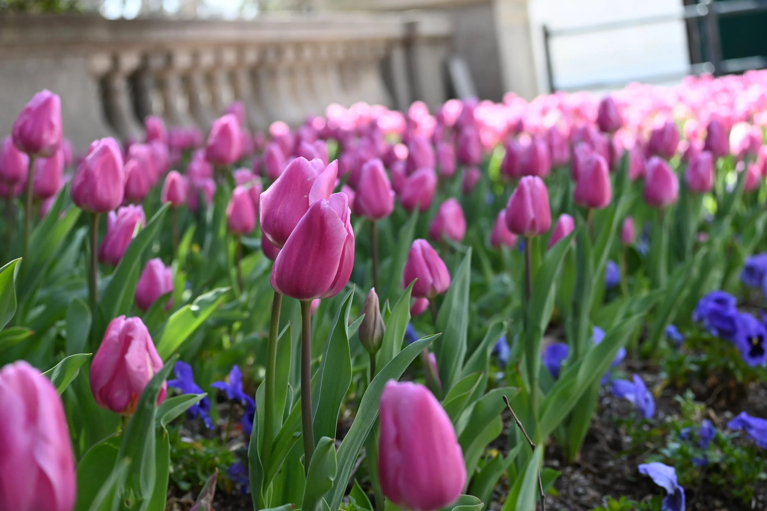 Pixieset Gallery Guide