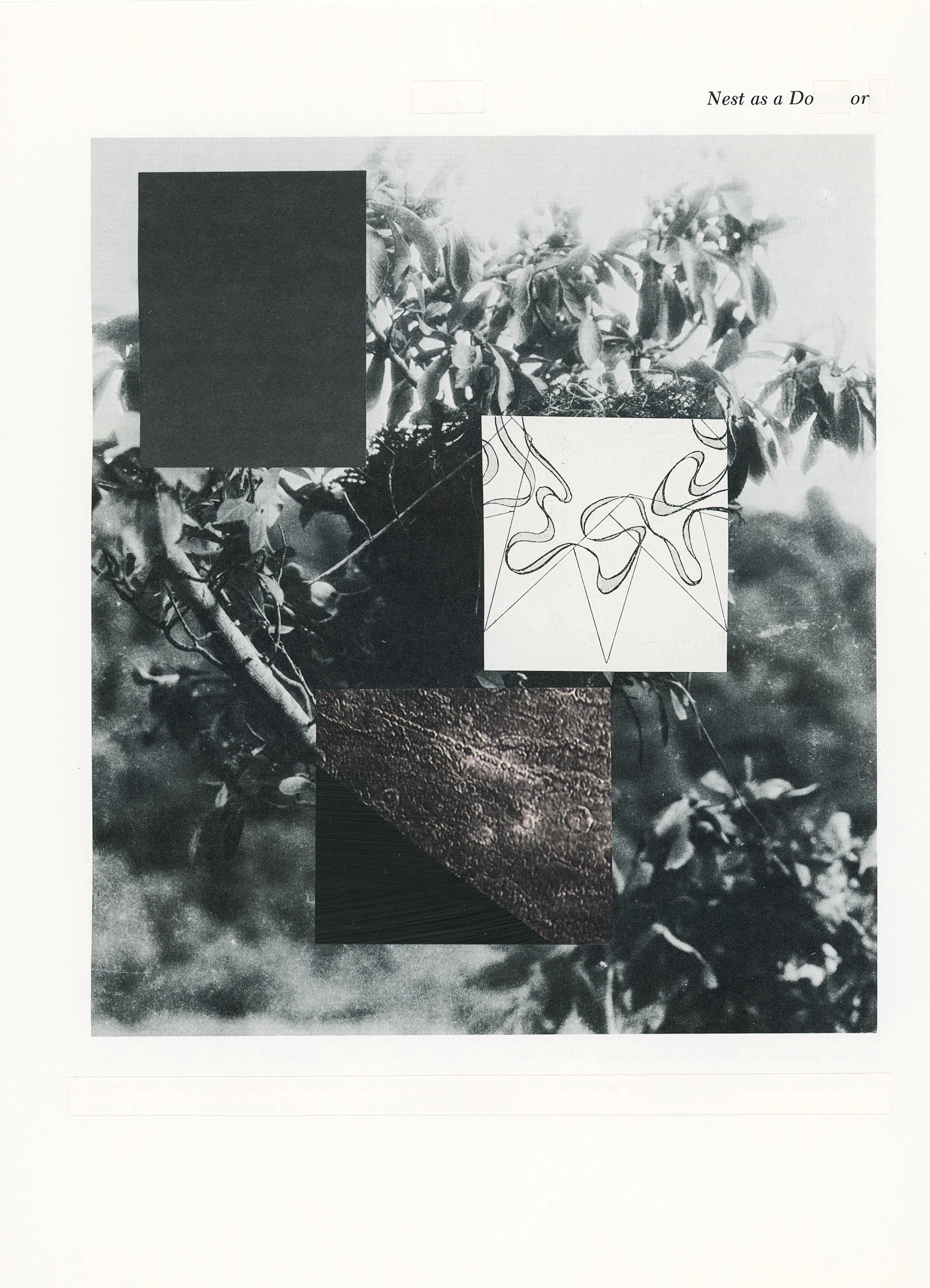 nest as door_11 x 8.25 inches_2024.jpg