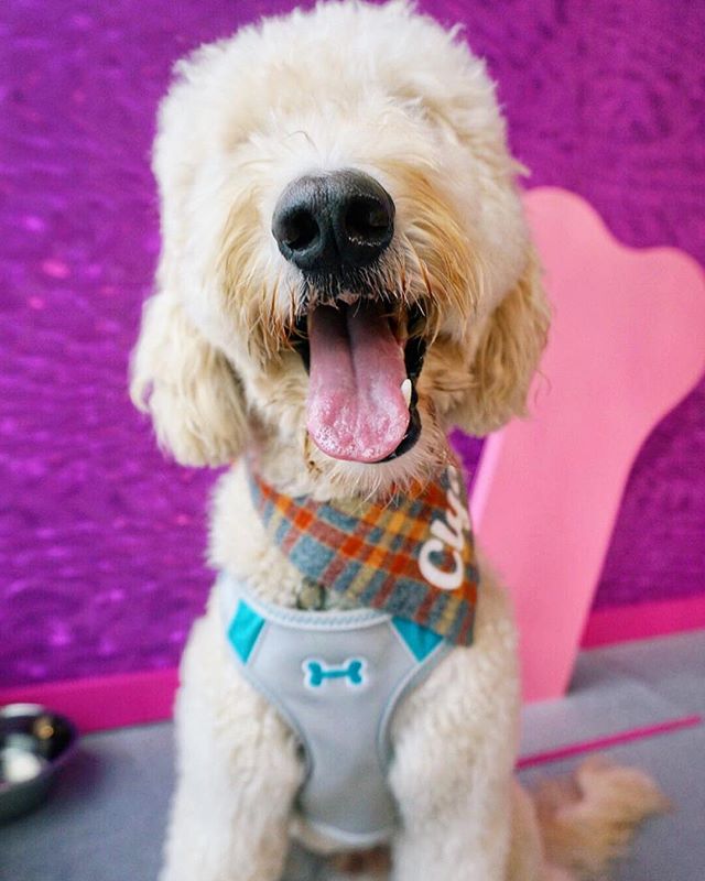 Happy first day of spring! Time for a walk outside with your best friend! 🐾🐾🌸🌻🌼 #humansbf .
.
.
.
.
#humansbf #goldendoodle #goldendoodlesofinstagram #dogsofinstagram #dogoftheday #doglove #puppylove #dogs